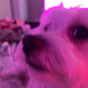 Meet your Posher, Jade